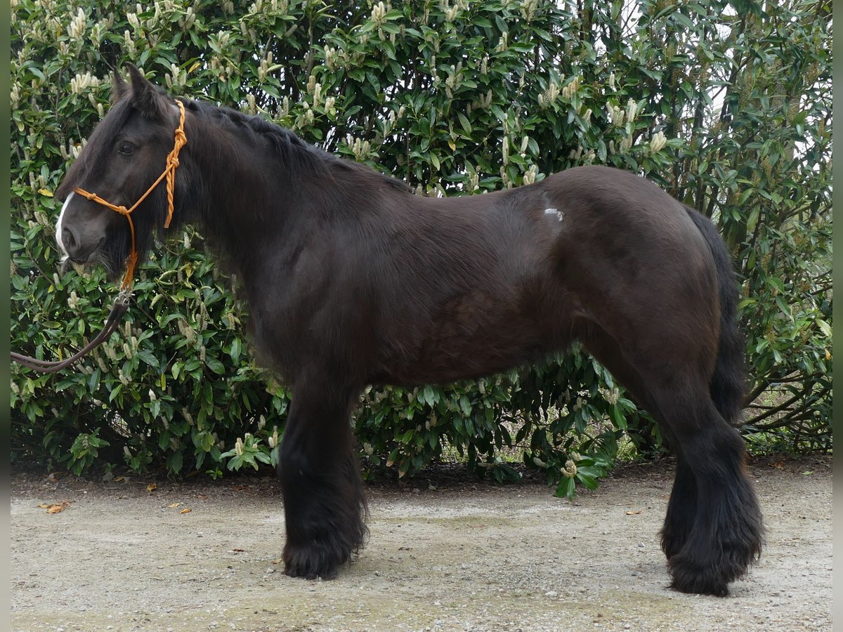 Cob Irlandese / Tinker / Gypsy Vanner Giumenta 8 Anni 146 cm Baio nero in Lathen