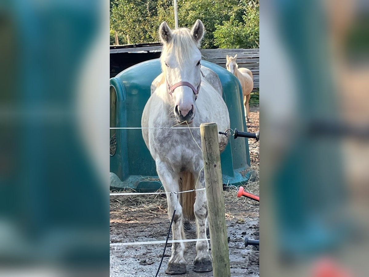 Cob Irlandese / Tinker / Gypsy Vanner Giumenta 8 Anni 150 cm Grigio pezzato in Norderstedt