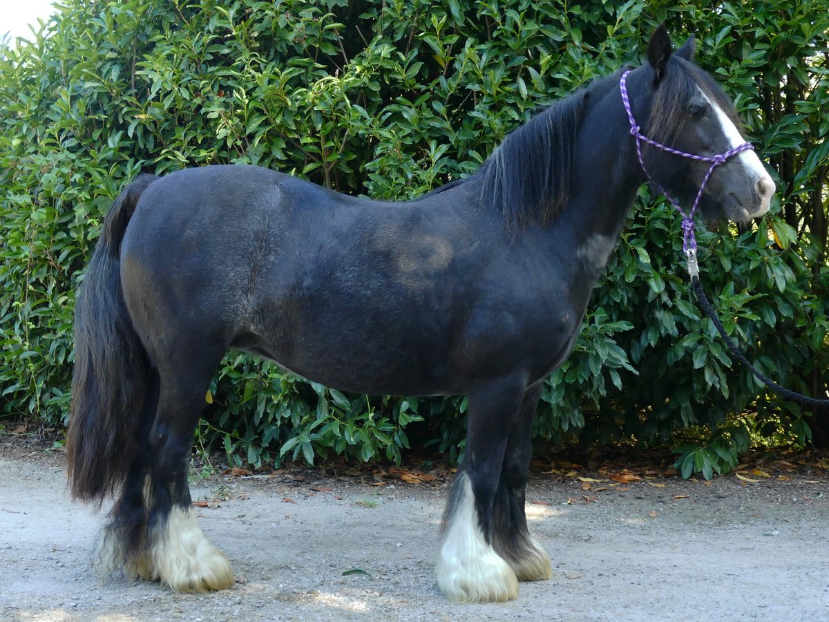 Cob Irlandese / Tinker / Gypsy Vanner Giumenta 9 Anni 129 cm Morello in Lathen