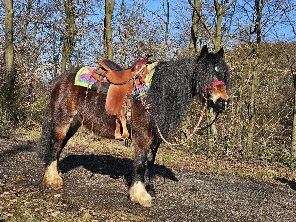 Cob Irlandese / Tinker / Gypsy Vanner Giumenta 9 Anni 132 cm Baio in Linkenbach