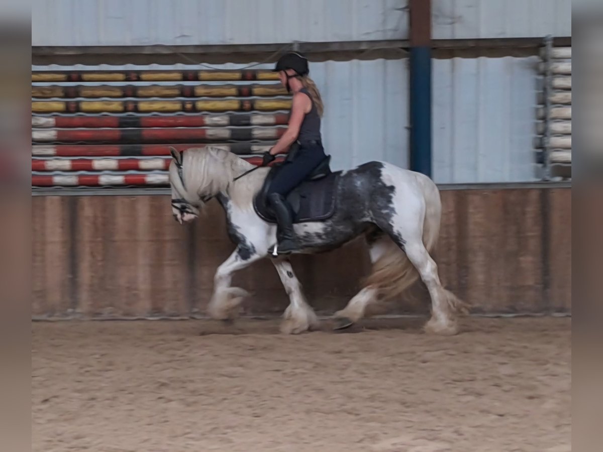 Cob Irlandese / Tinker / Gypsy Vanner Giumenta 9 Anni 140 cm Pezzato in Oud Gastel