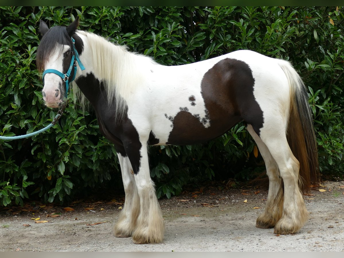 Cob Irlandese / Tinker / Gypsy Vanner Giumenta 9 Anni 141 cm Pezzato in Lathen