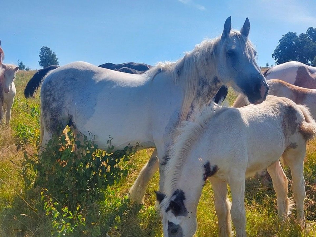 Cob Irlandese / Tinker / Gypsy Vanner Giumenta 9 Anni 145 cm Pezzato in Wlen