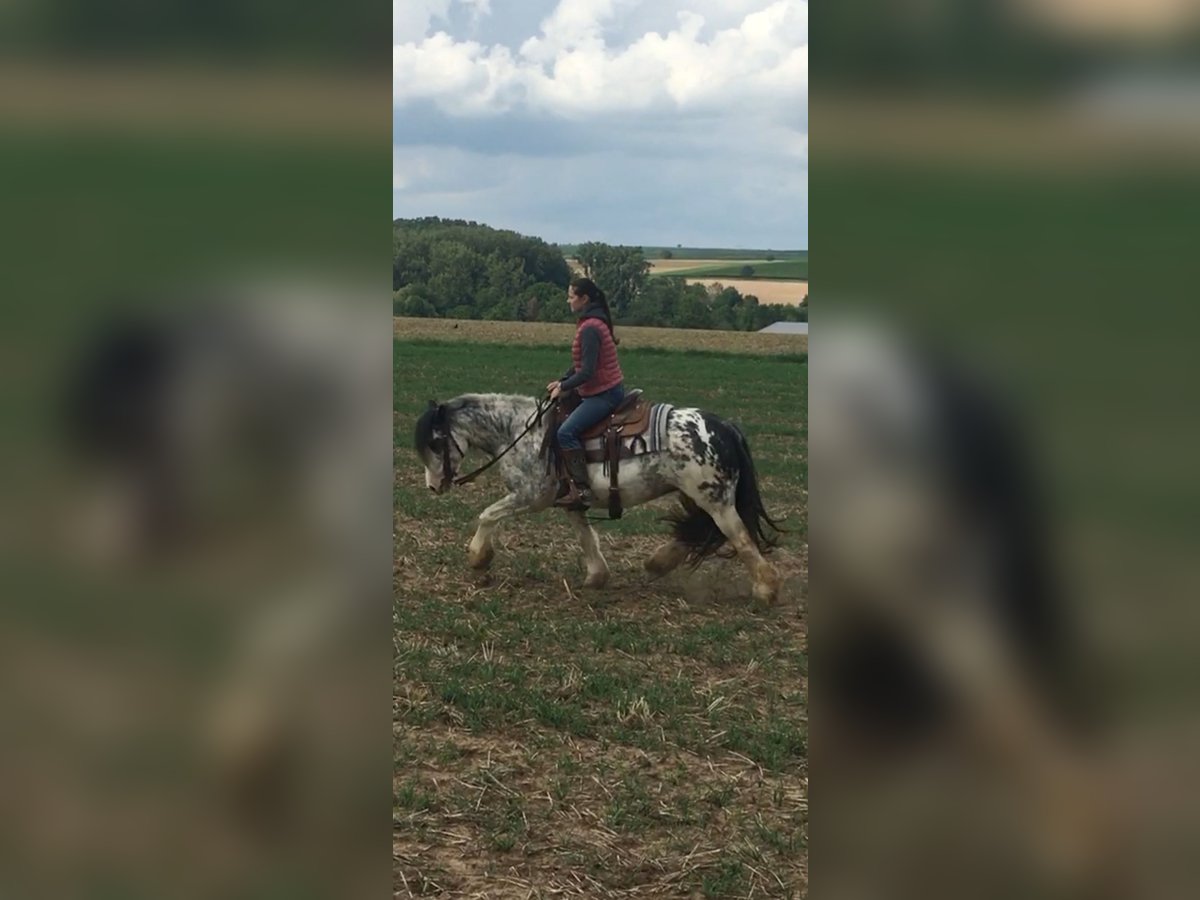 Cob Irlandese / Tinker / Gypsy Vanner Giumenta 9 Anni 145 cm Roano rosso in Krickenbach