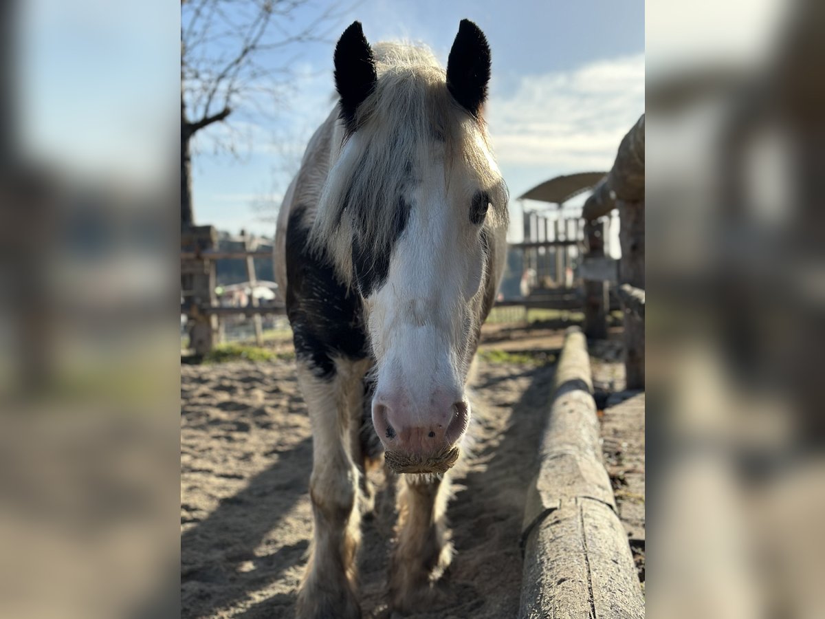 Cob Irlandese / Tinker / Gypsy Vanner Giumenta 9 Anni 150 cm Pezzato in Pichling