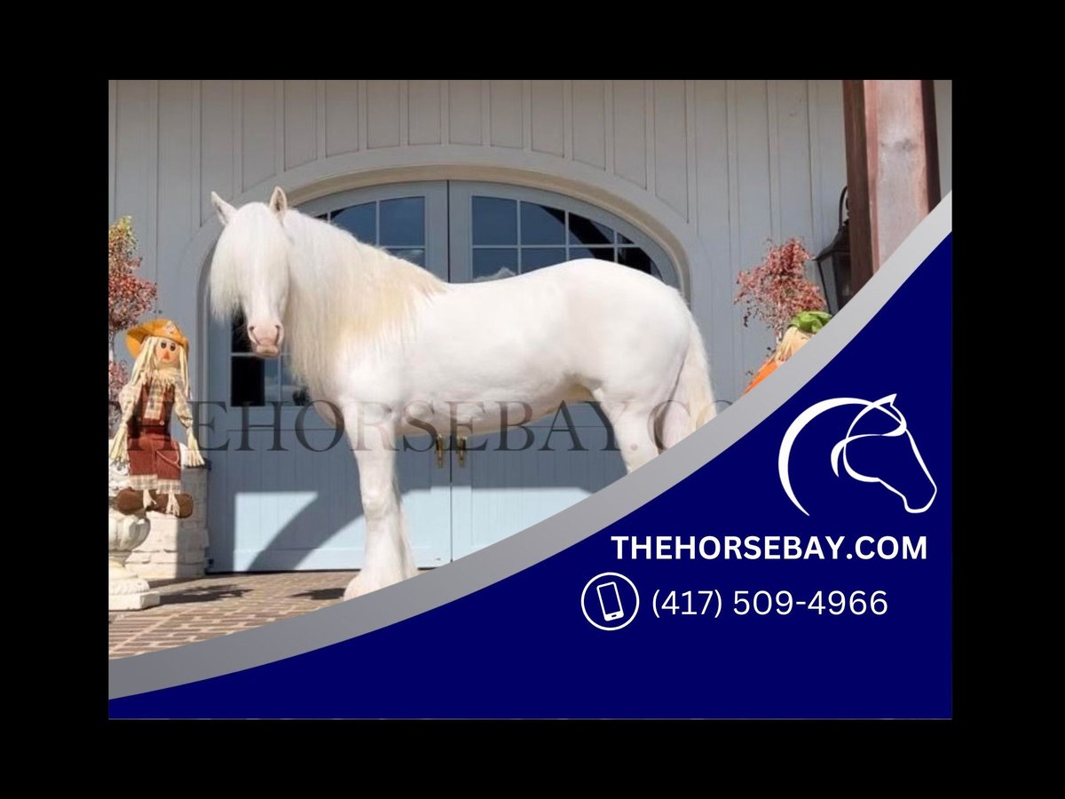 Cob Irlandese / Tinker / Gypsy Vanner Giumenta 9 Anni 157 cm Cremello in Columbia, TN