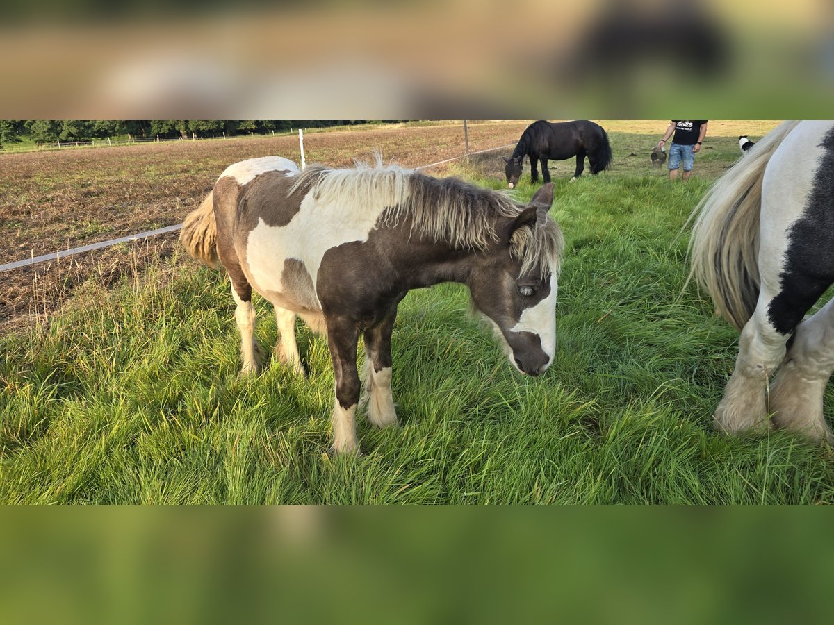 Cob Irlandese / Tinker / Gypsy Vanner Giumenta  150 cm in Schauenburg