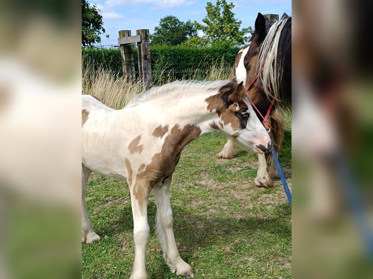 Cob Irlandese / Tinker / Gypsy Vanner Giumenta Puledri
 (05/2024) Sabino in Geetbets