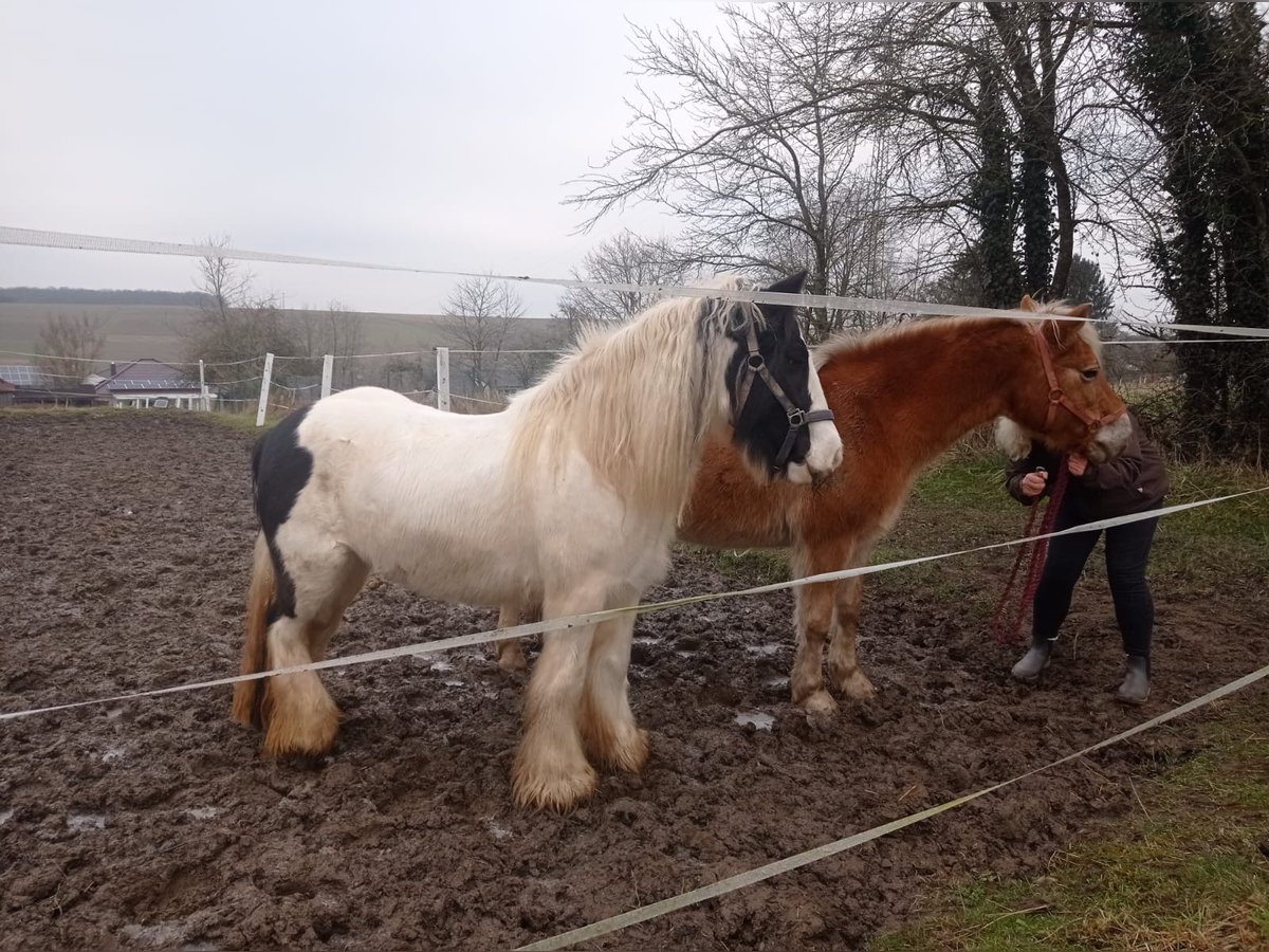 Cob Irlandese / Tinker / Gypsy Vanner Stallone 10 Anni 140 cm Pezzato in Höheischweiler