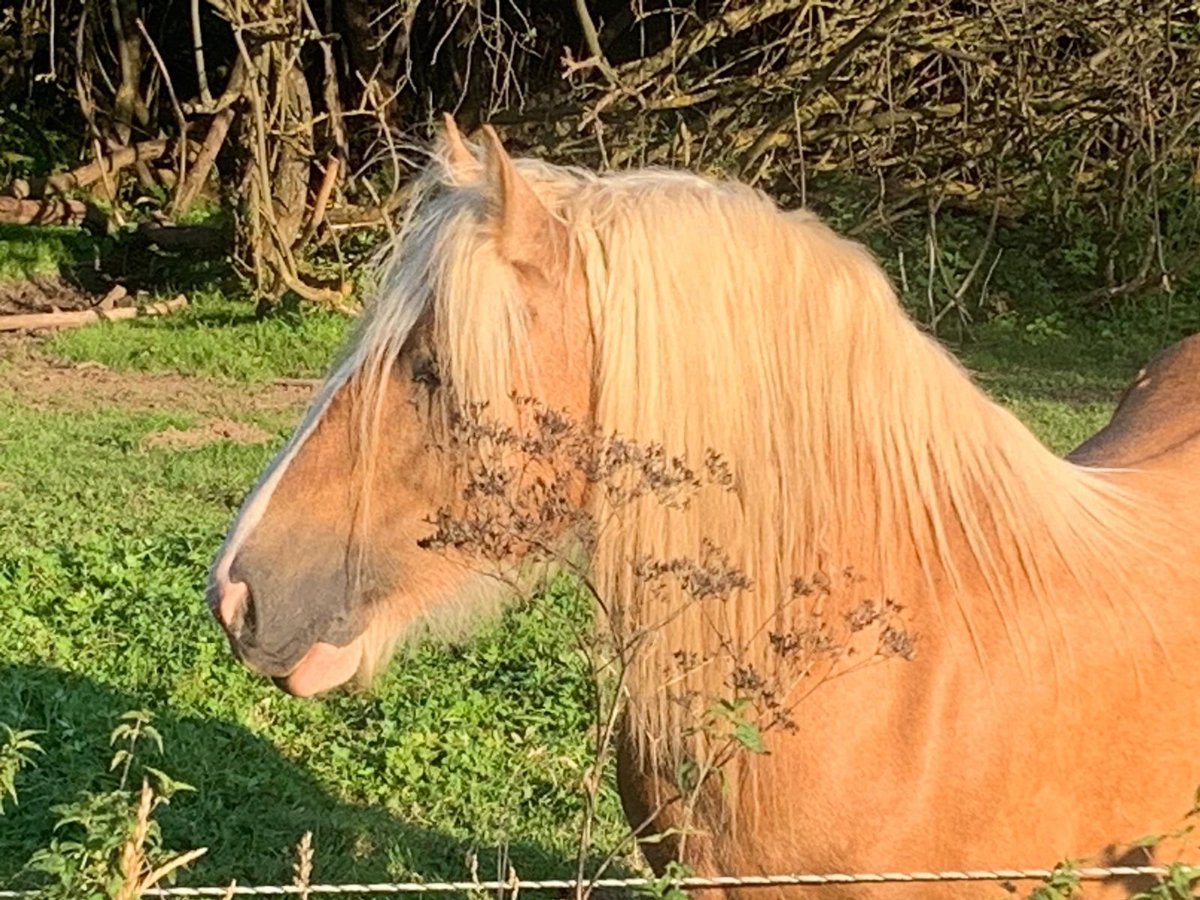 Cob Irlandese / Tinker / Gypsy Vanner Stallone 13 Anni 150 cm Palomino in Seeburg