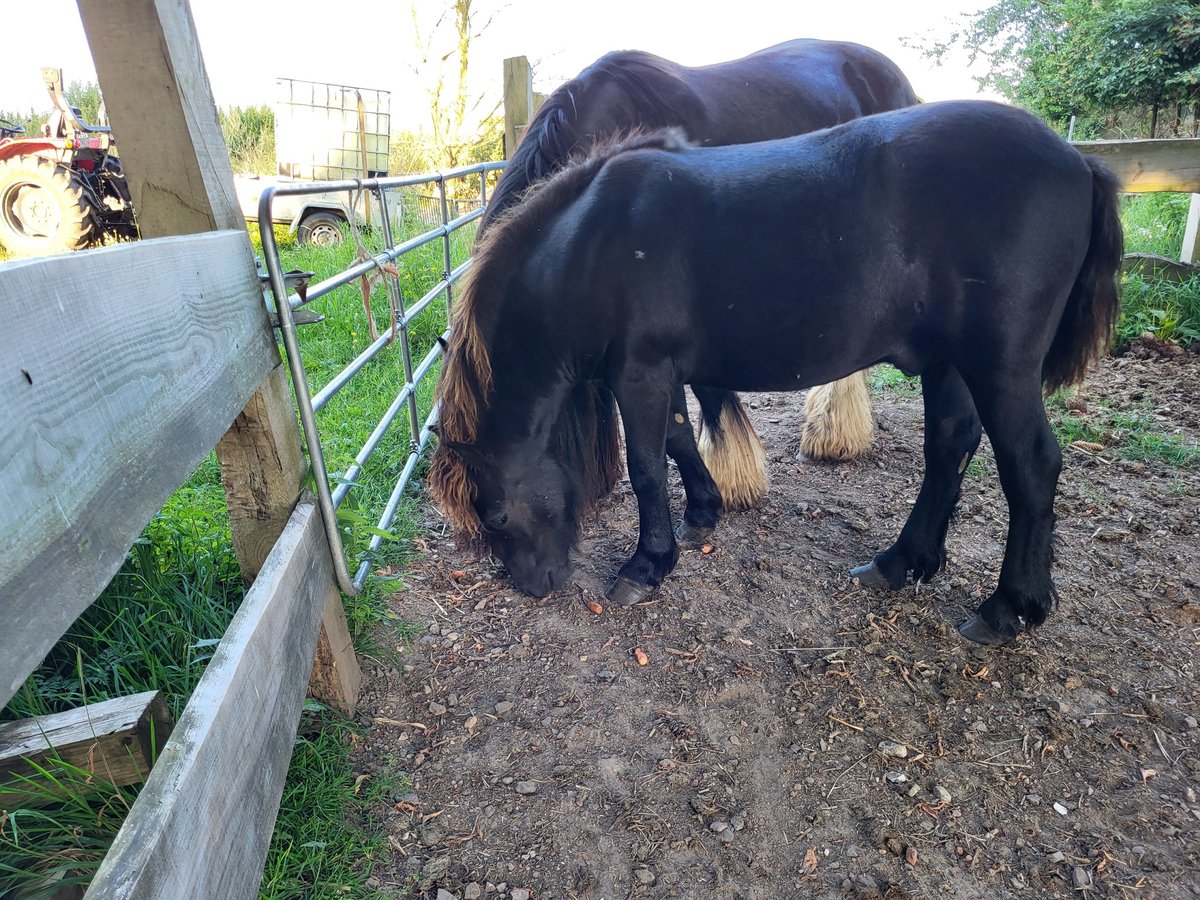 Cob Irlandese / Tinker / Gypsy Vanner Mix Stallone 1 Anno 120 cm Baio nero in Obere Warnow Ortsteil Grebbin