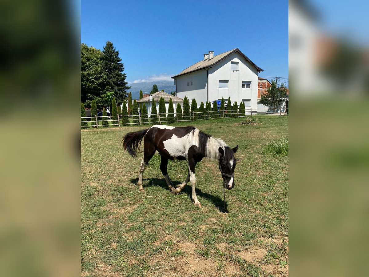 Cob Irlandese / Tinker / Gypsy Vanner Mix Stallone 1 Anno 120 cm Pezzato in Tetovo