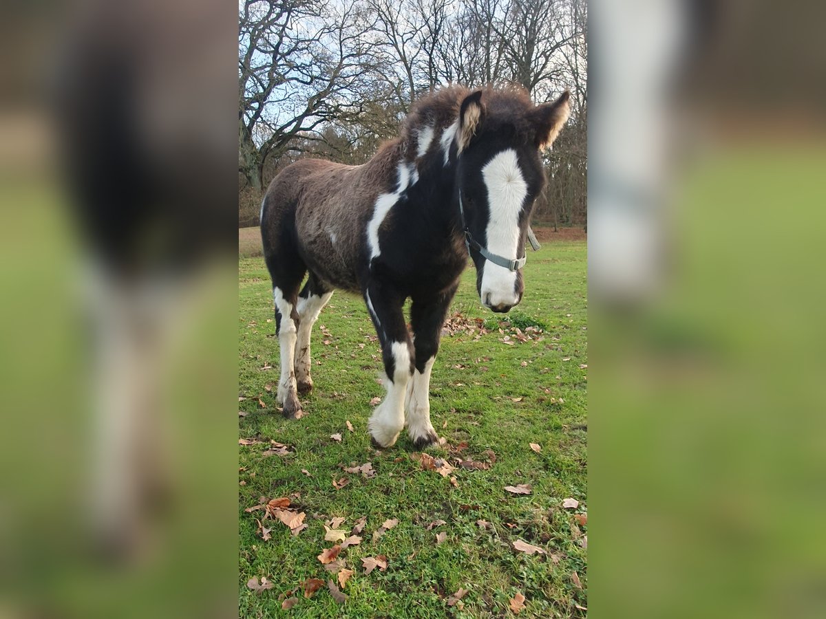 Cob Irlandese / Tinker / Gypsy Vanner Stallone 1 Anno 130 cm in Tangeln