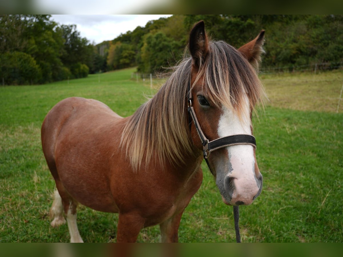 Cob Irlandese / Tinker / Gypsy Vanner Stallone 1 Anno 140 cm in Bad Berleburg