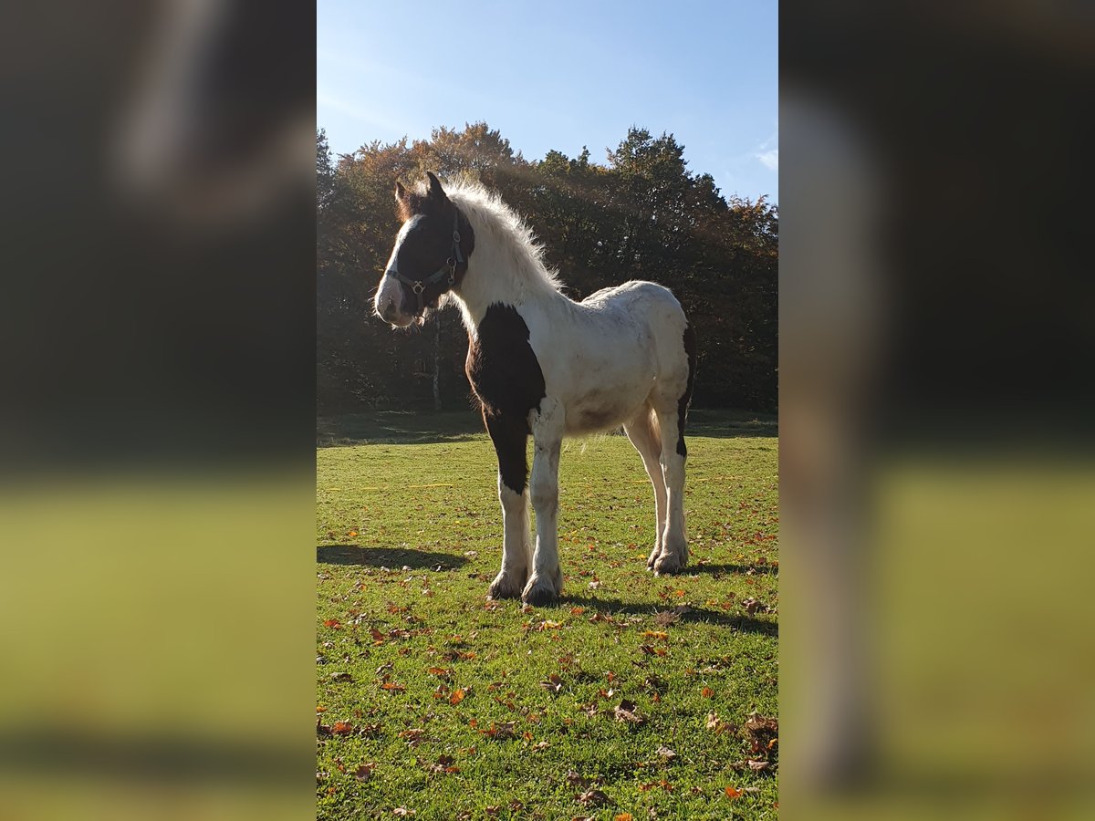 Cob Irlandese / Tinker / Gypsy Vanner Stallone 1 Anno 140 cm Pezzato in Rohrberg