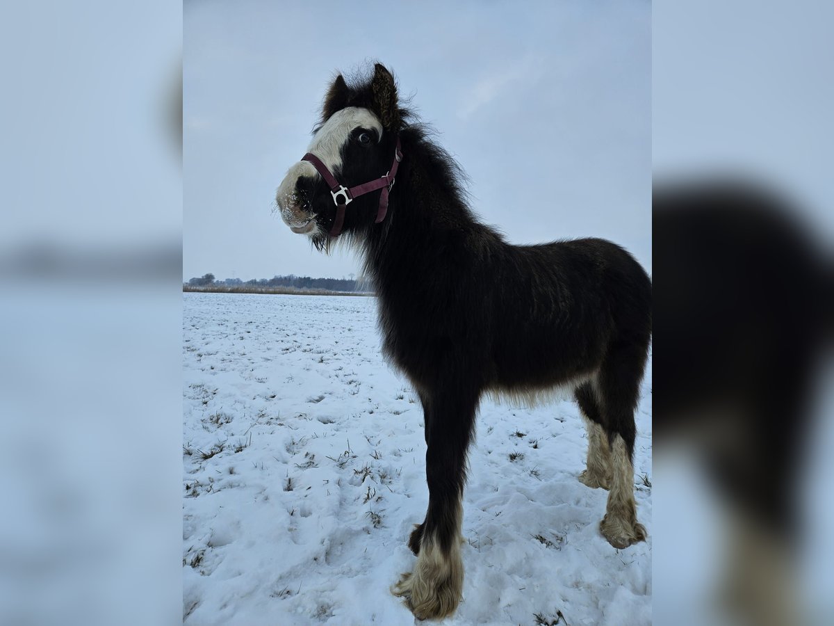 Cob Irlandese / Tinker / Gypsy Vanner Stallone 1 Anno 145 cm Morello in Buk