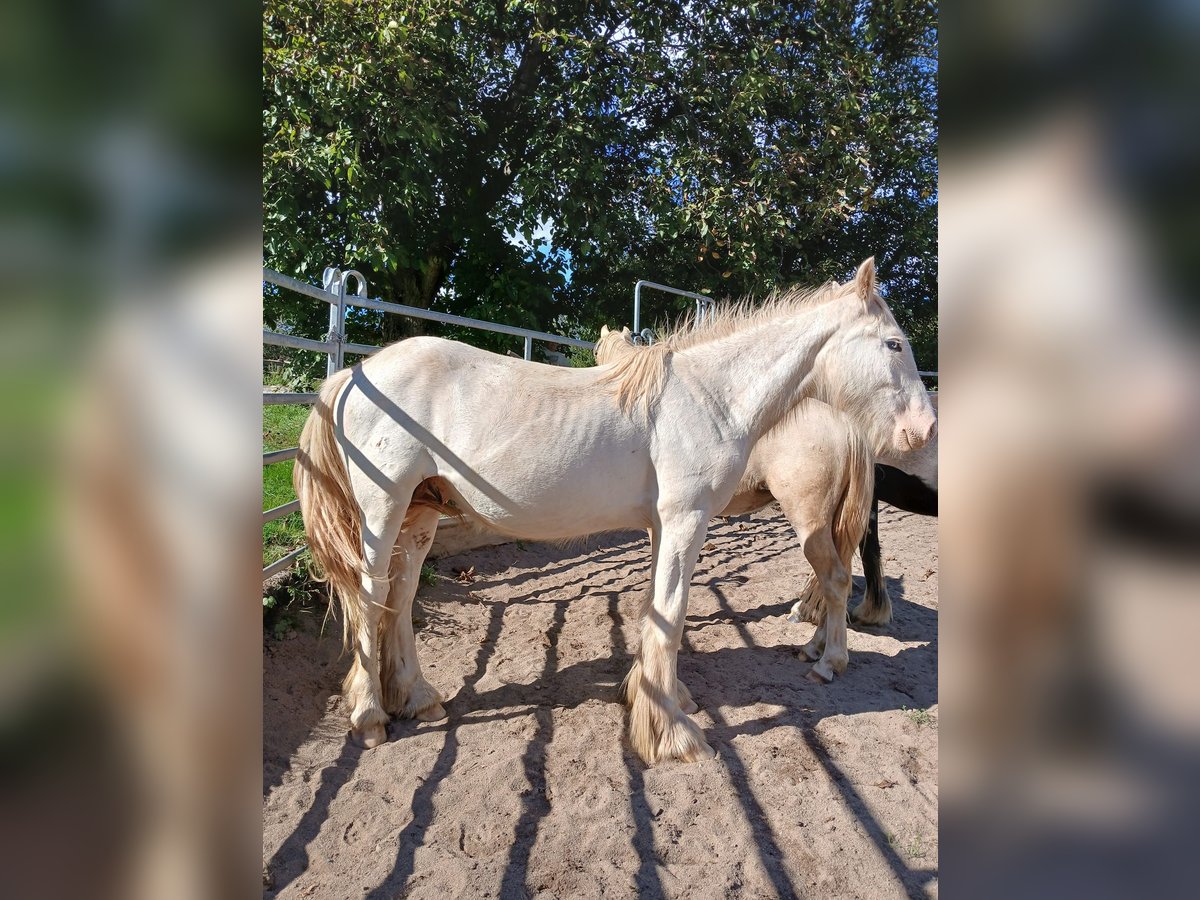 Cob Irlandese / Tinker / Gypsy Vanner Stallone 1 Anno 153 cm Sabino in Wleń