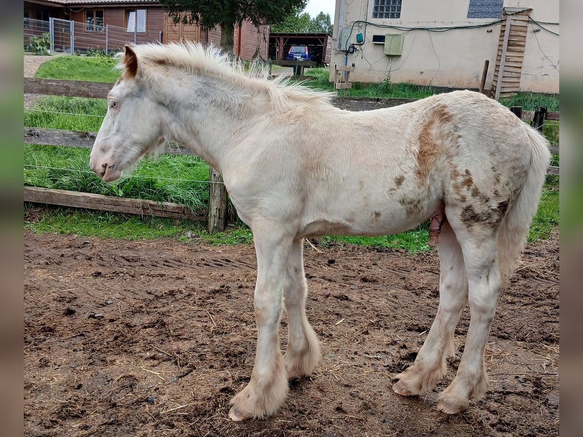 Cob Irlandese / Tinker / Gypsy Vanner Stallone 1 Anno 154 cm Sabino in Wlen