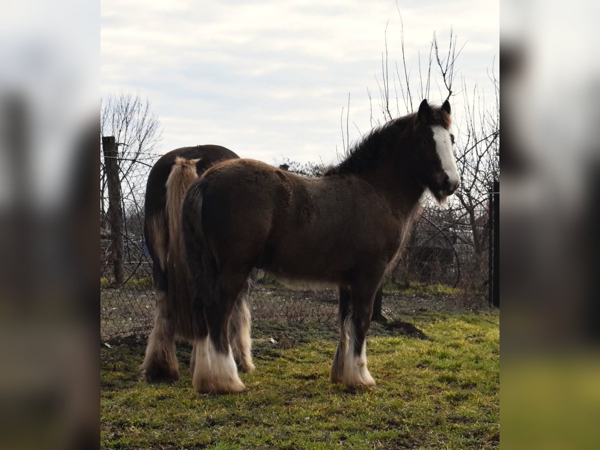 Cob Irlandese / Tinker / Gypsy Vanner Stallone 1 Anno 155 cm Baio nero in Csorv&#xE1;s