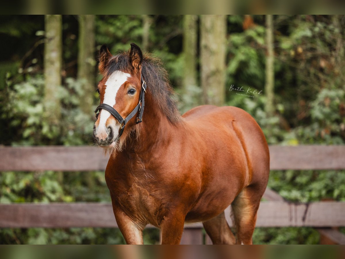 Cob Irlandese / Tinker / Gypsy Vanner Stallone 1 Anno 160 cm Baio in Hazerswoude-Dorp