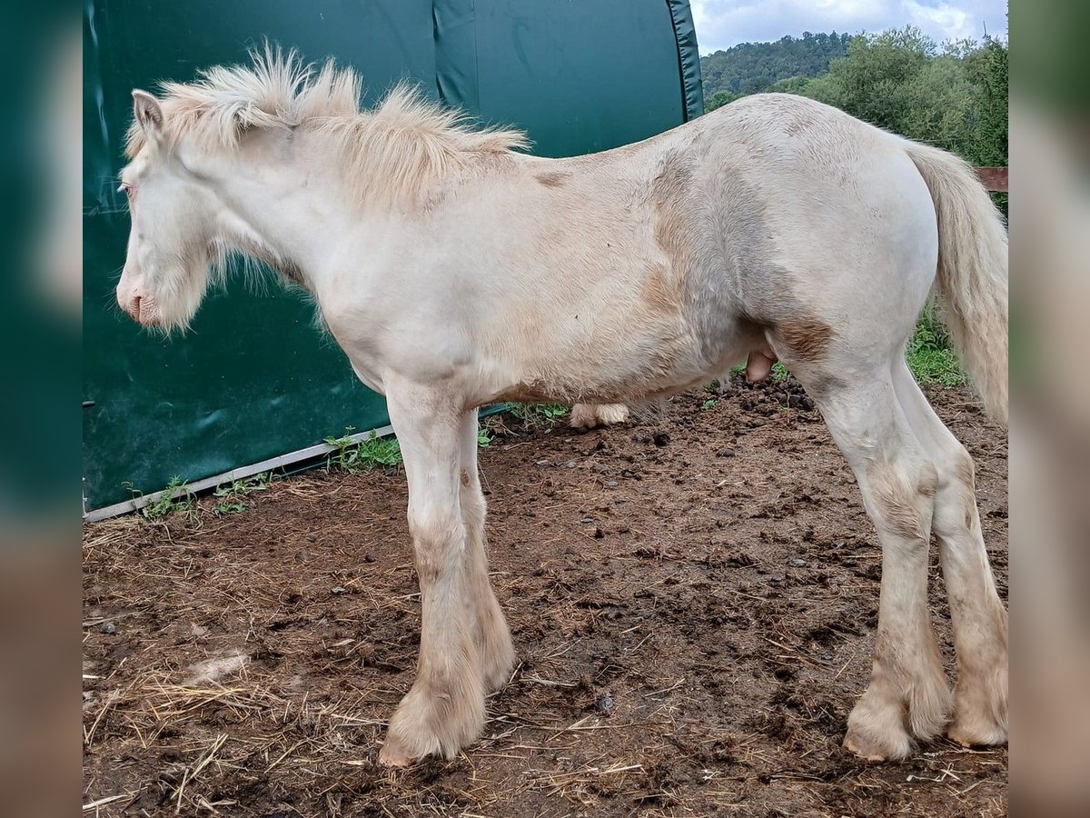 Cob Irlandese / Tinker / Gypsy Vanner Stallone 1 Anno 160 cm Sabino in Wlen