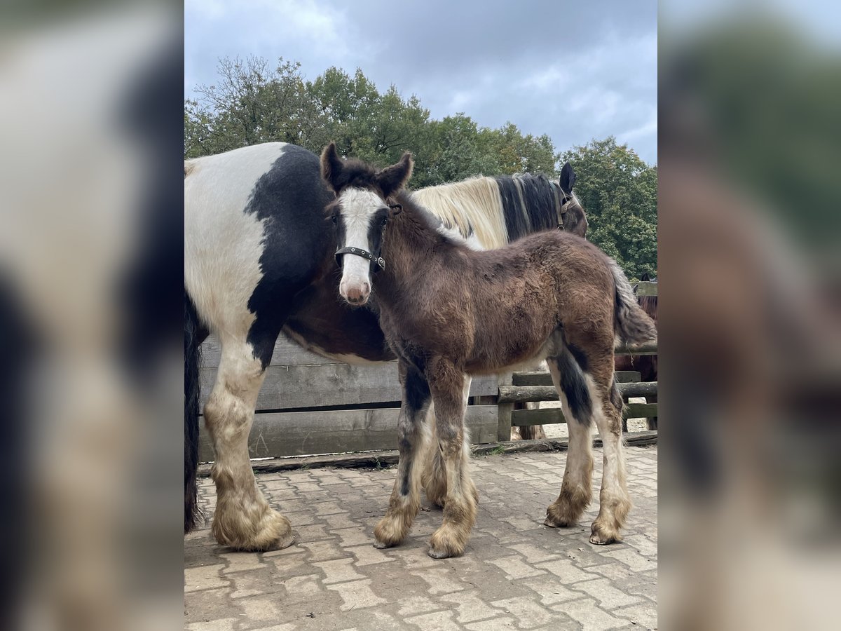 Cob Irlandese / Tinker / Gypsy Vanner Stallone 1 Anno Baio scuro in Eisingen