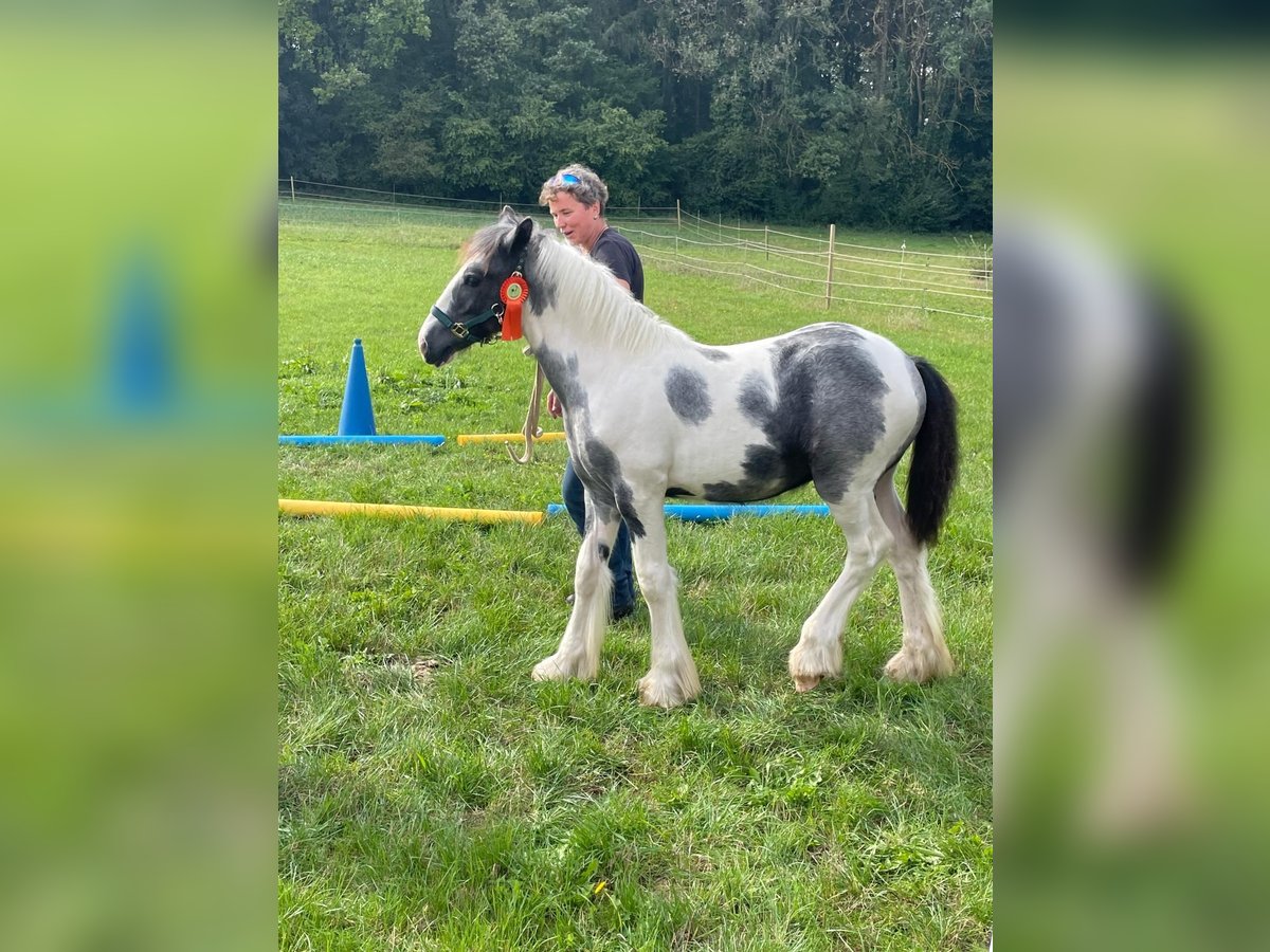 Cob Irlandese / Tinker / Gypsy Vanner Stallone 1 Anno in Eisingen