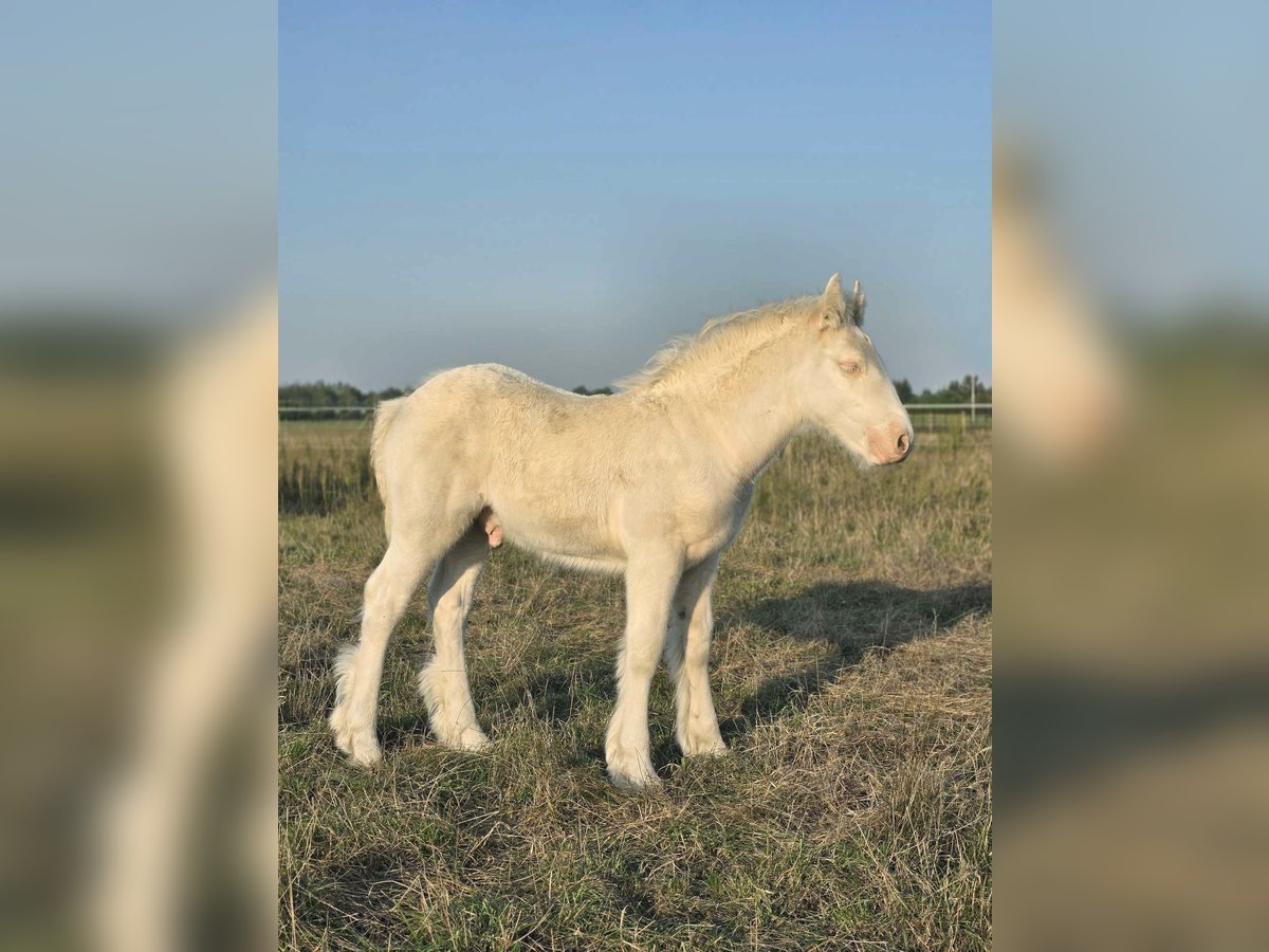 Cob Irlandese / Tinker / Gypsy Vanner Stallone 1 Anno Cremello in Sadówka