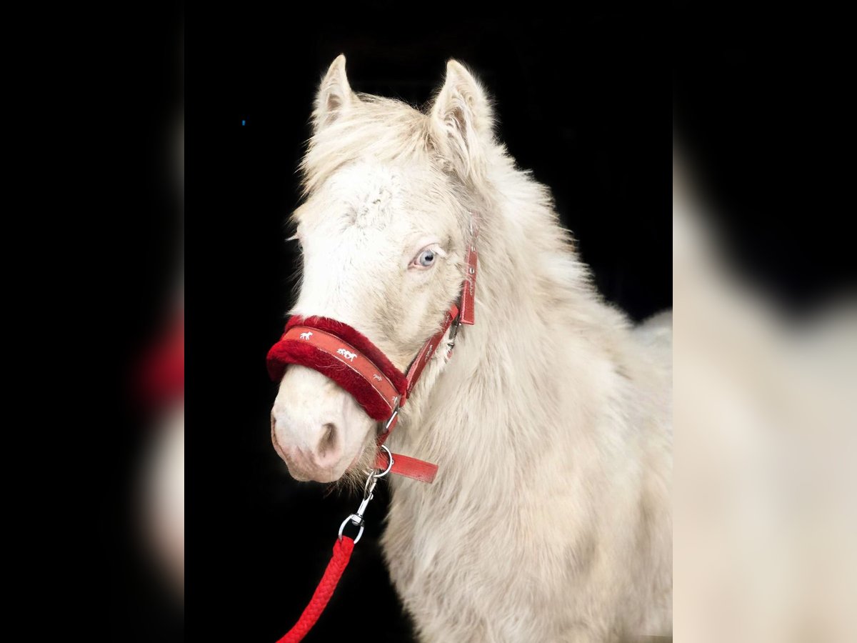 Cob Irlandese / Tinker / Gypsy Vanner Stallone 1 Anno Cremello in Sad&#xF3;wka