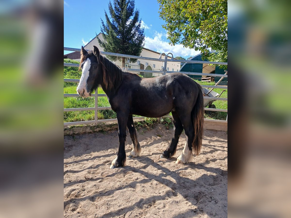 Cob Irlandese / Tinker / Gypsy Vanner Stallone 1 Anno Morello in Klecza Wlen