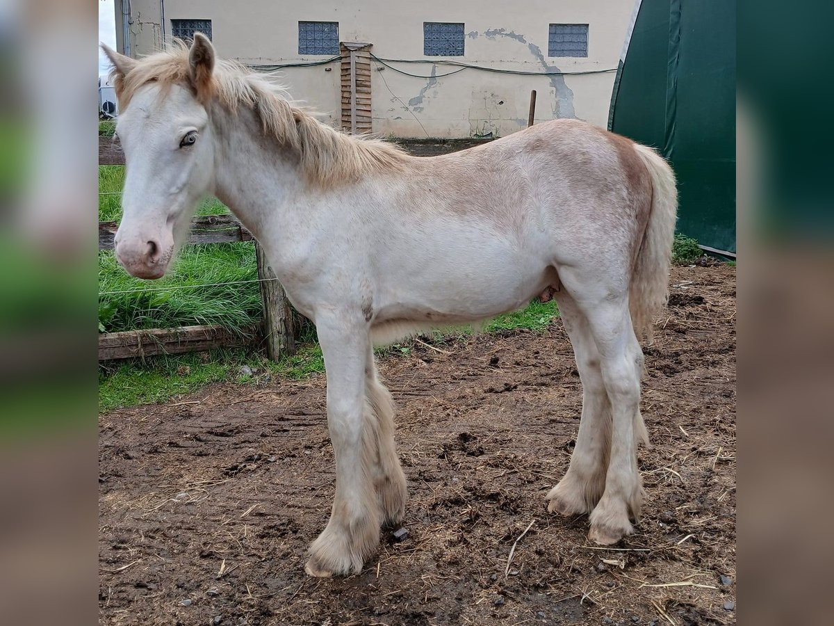 Cob Irlandese / Tinker / Gypsy Vanner Stallone 1 Anno Sabino in Wlen