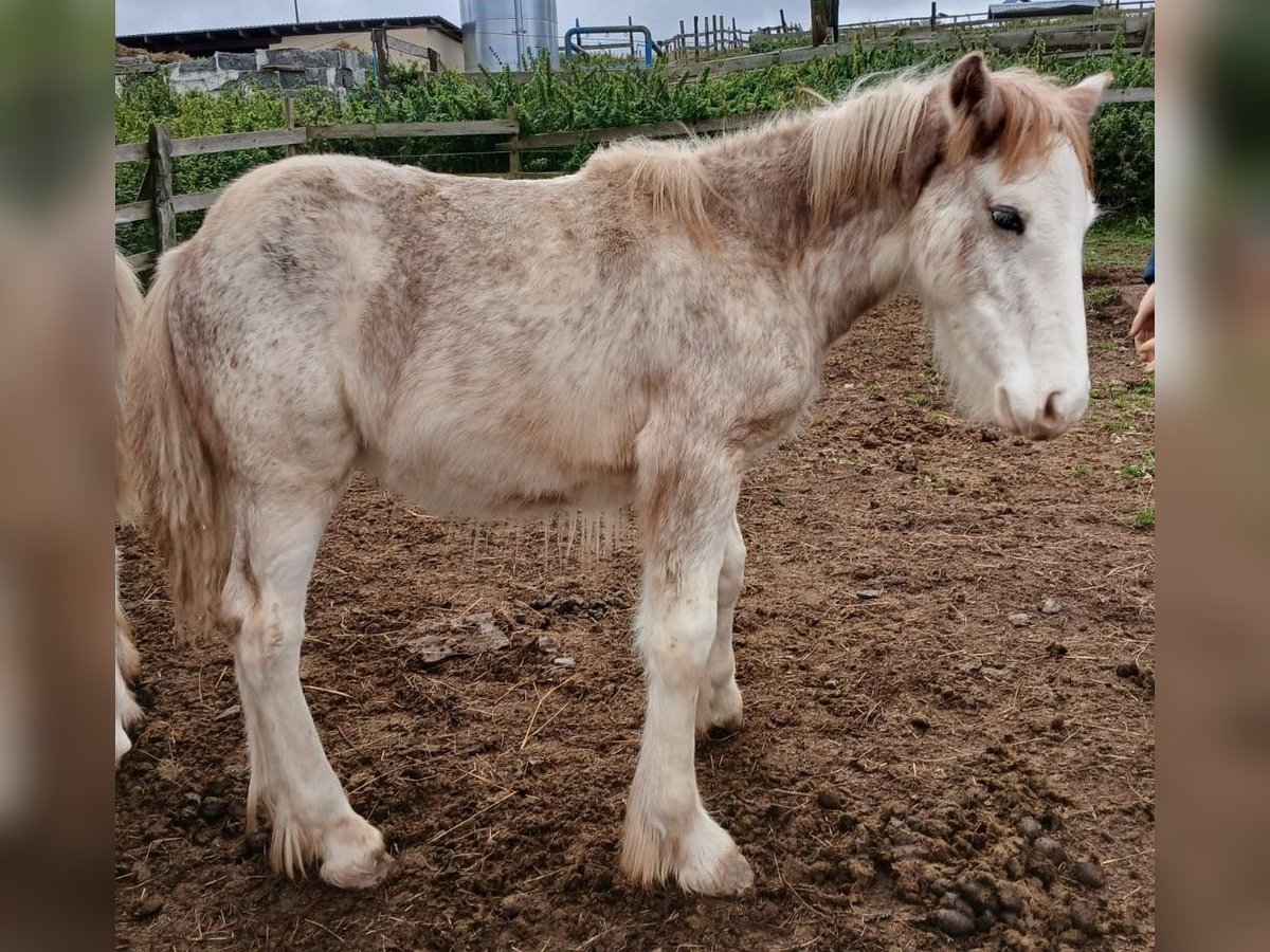 Cob Irlandese / Tinker / Gypsy Vanner Stallone 1 Anno Sabino in Wlen