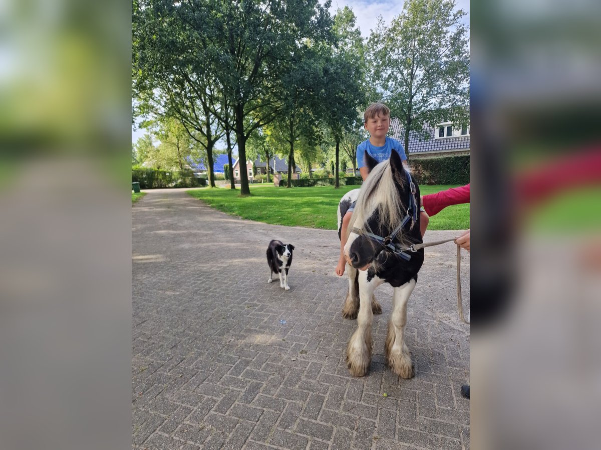 Cob Irlandese / Tinker / Gypsy Vanner Stallone 2 Anni 130 cm Pezzato in Dwingeloo