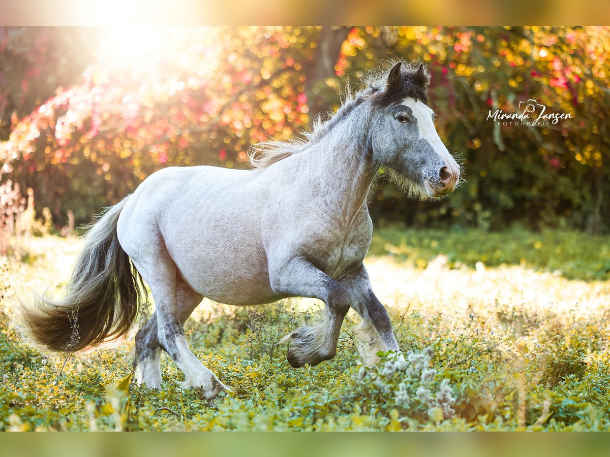 Cob Irlandese / Tinker / Gypsy Vanner Stallone 2 Anni 148 cm Leopard in Gindou