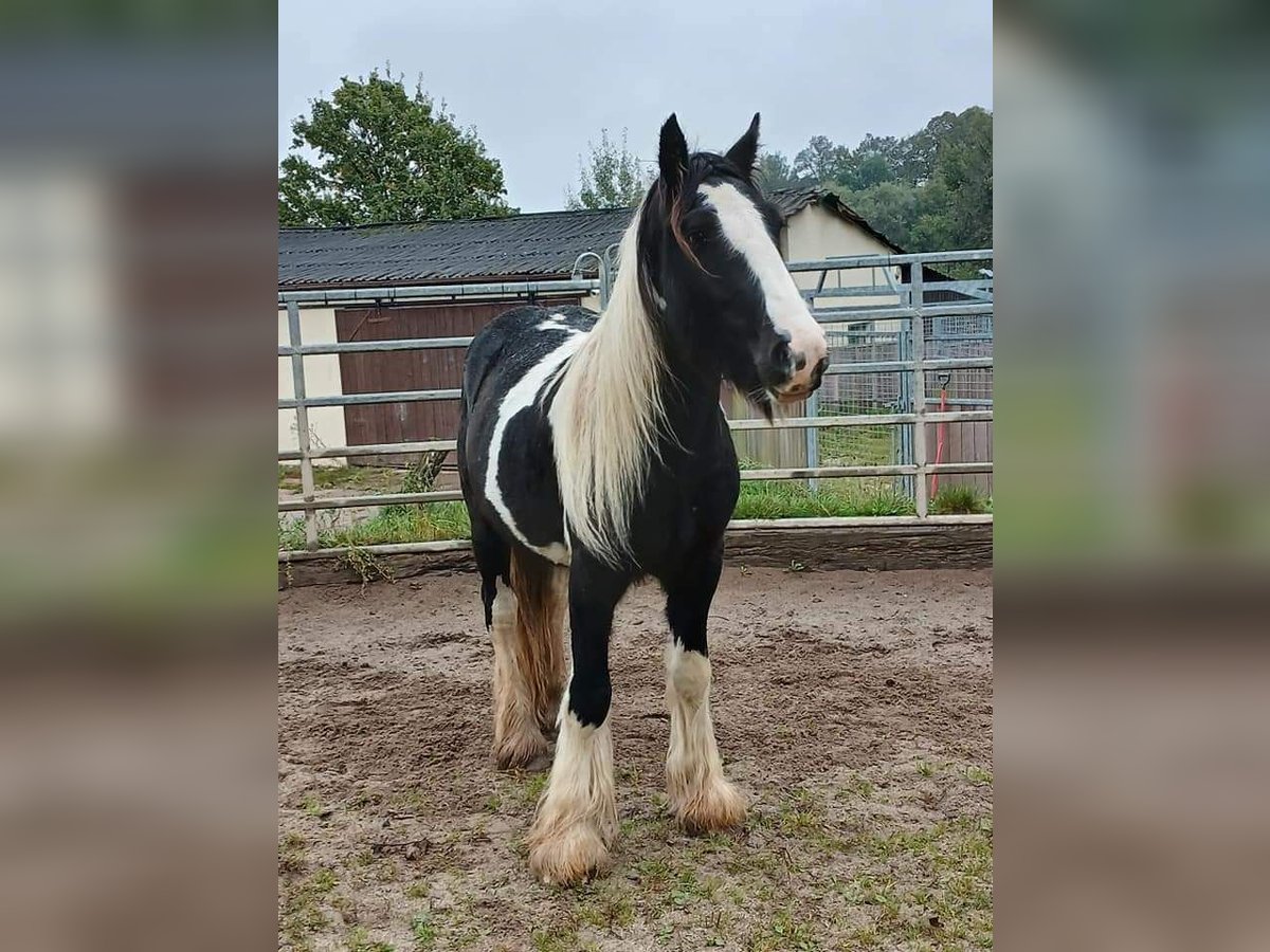 Cob Irlandese / Tinker / Gypsy Vanner Stallone 2 Anni 153 cm Tobiano-tutti i colori in Klecza