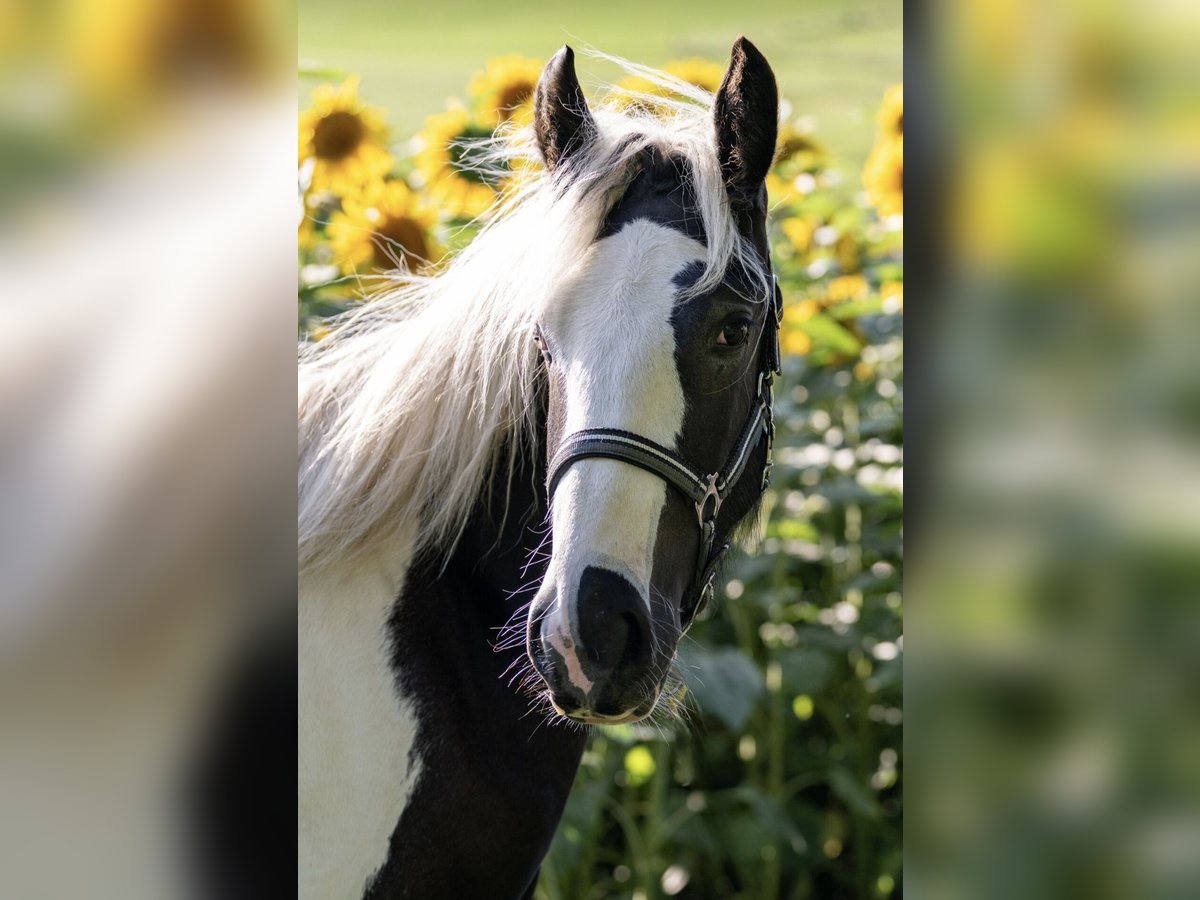 Cob Irlandese / Tinker / Gypsy Vanner Stallone 2 Anni 154 cm Tobiano-tutti i colori in Bern 65