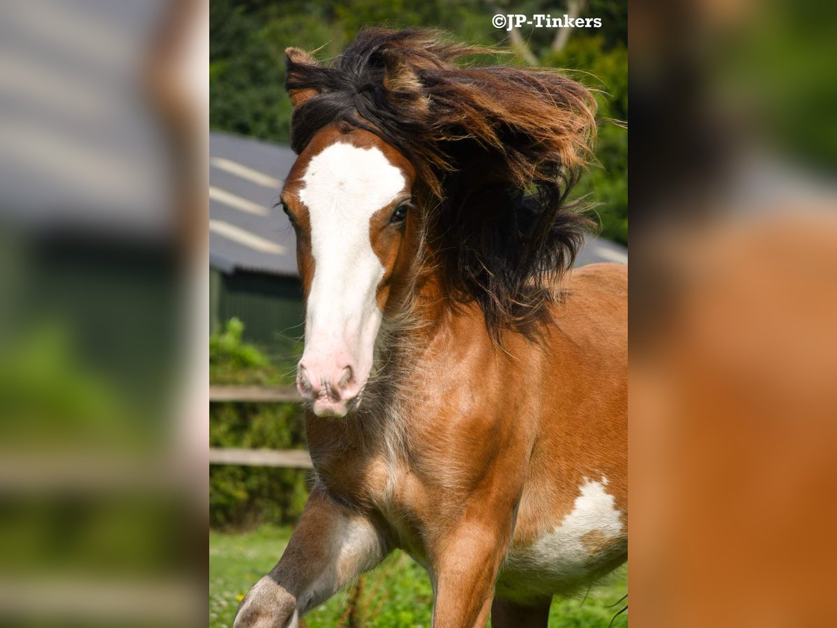 Cob Irlandese / Tinker / Gypsy Vanner Stallone 2 Anni 155 cm Baio in Hulsberg