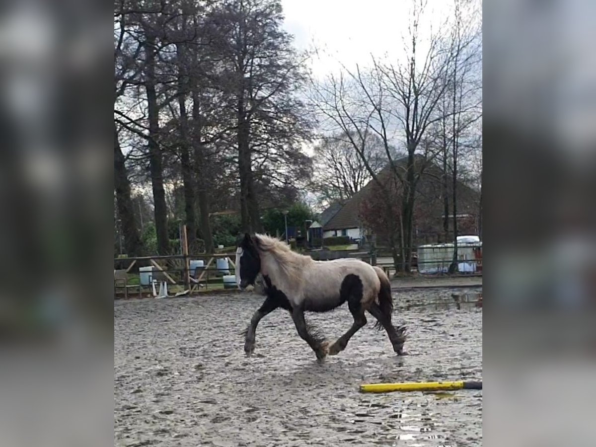 Cob Irlandese / Tinker / Gypsy Vanner Stallone 2 Anni 155 cm Tobiano-tutti i colori in Stieltjeskanaal