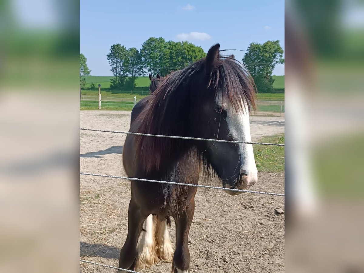 Cob Irlandese / Tinker / Gypsy Vanner Stallone 3 Anni 125 cm Baio in Fahrenzhausen