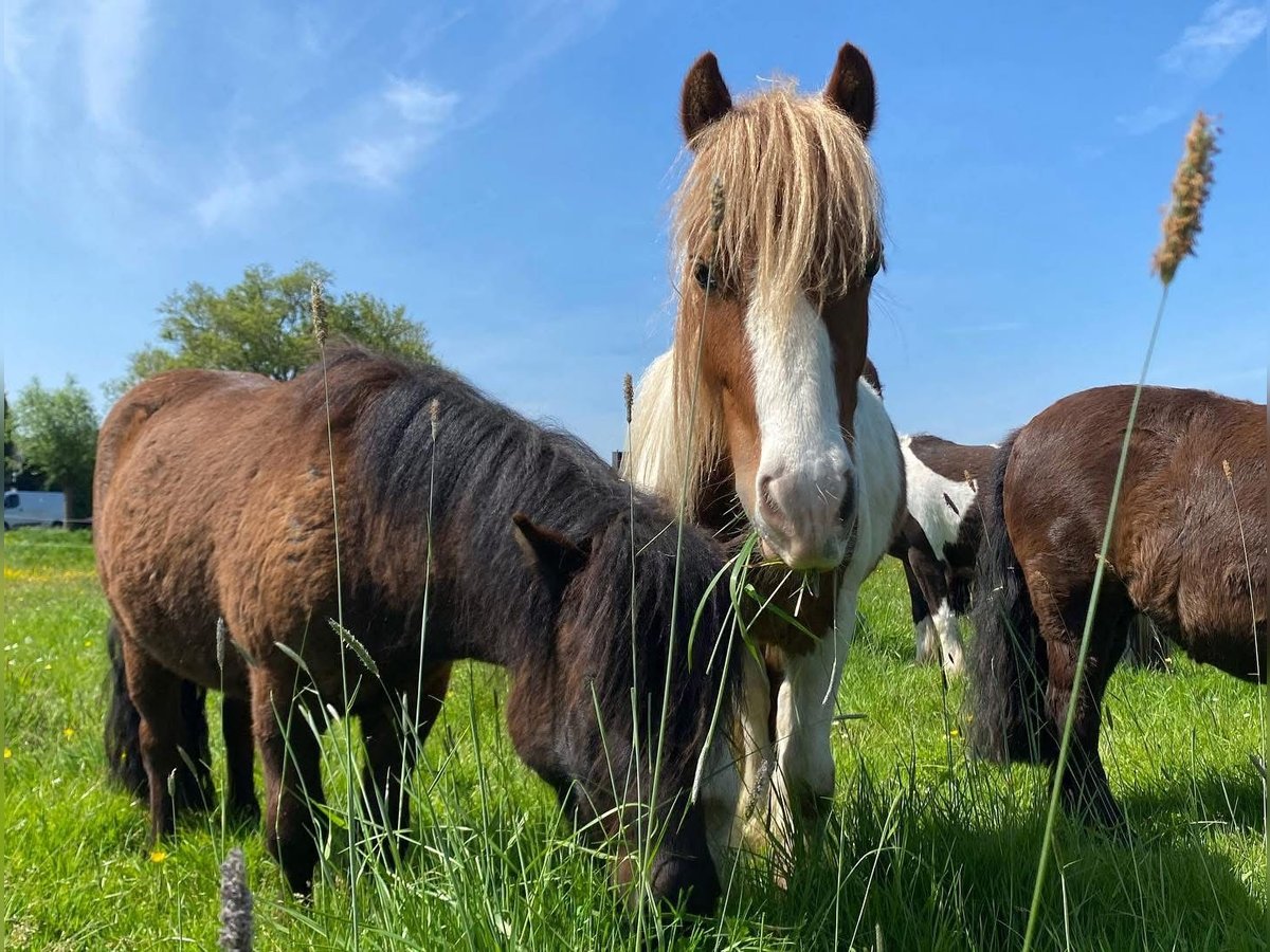 Cob Irlandese / Tinker / Gypsy Vanner Mix Stallone 3 Anni 125 cm Pezzato in Ter Aar