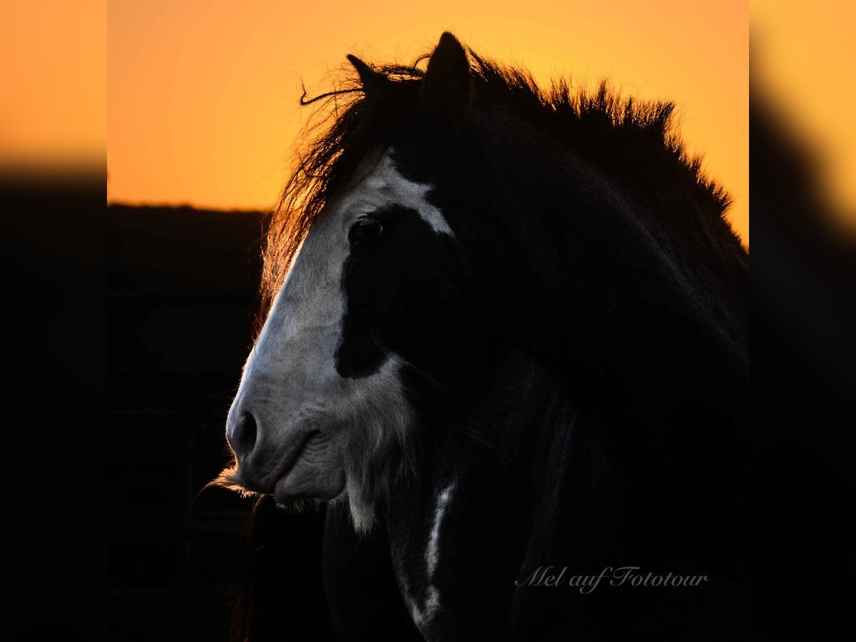 Cob Irlandese / Tinker / Gypsy Vanner Stallone 3 Anni 133 cm Roano blu in Bad Salzdetfurth