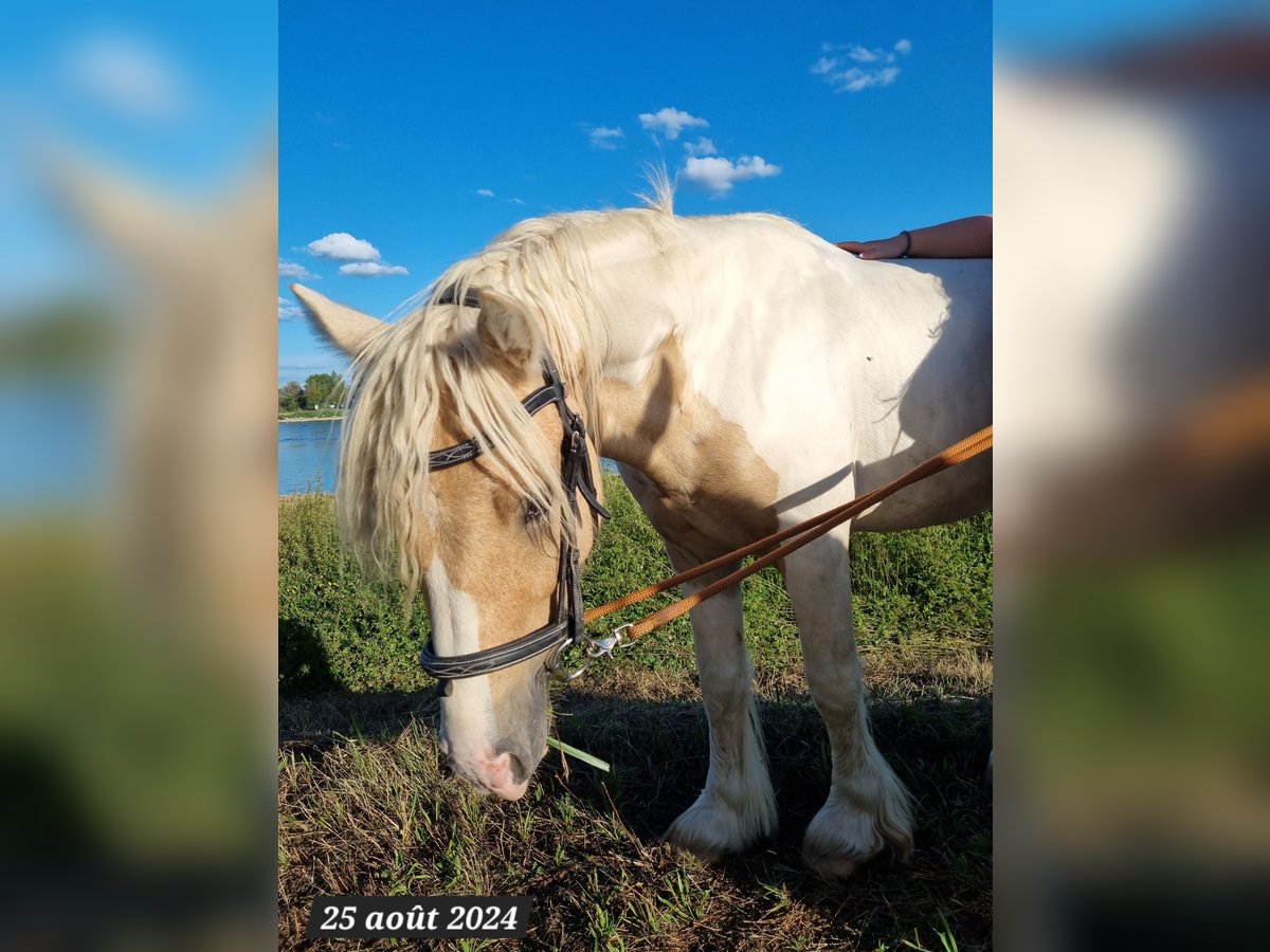 Cob Irlandese / Tinker / Gypsy Vanner Stallone 3 Anni 138 cm Palomino in Buhl