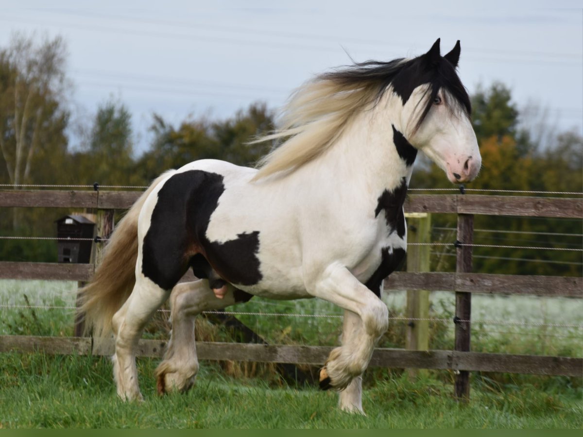 Cob Irlandese / Tinker / Gypsy Vanner Stallone 3 Anni 145 cm Pezzato in Legden