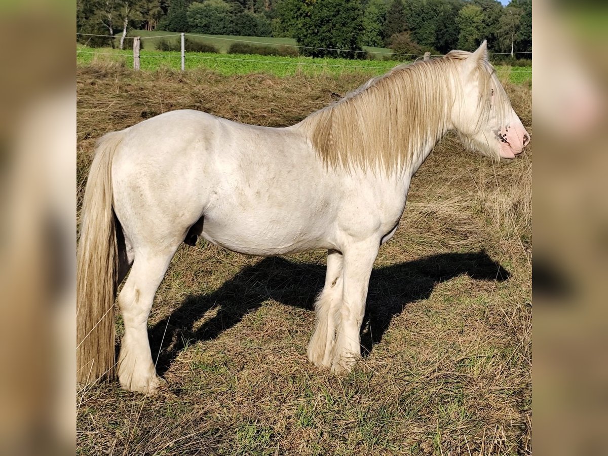 Cob Irlandese / Tinker / Gypsy Vanner Stallone 3 Anni 145 cm Sabino in Hanstedt