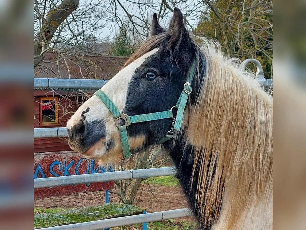 Cob Irlandese / Tinker / Gypsy Vanner Stallone 3 Anni 148 cm Pezzato in Wlen