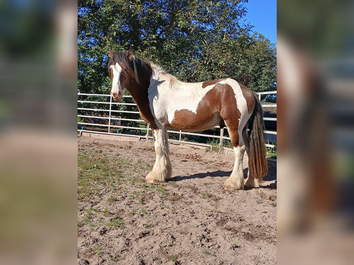 Cob Irlandese / Tinker / Gypsy Vanner Mix Stallone 3 Anni 160 cm Baio in Klecza Wleń