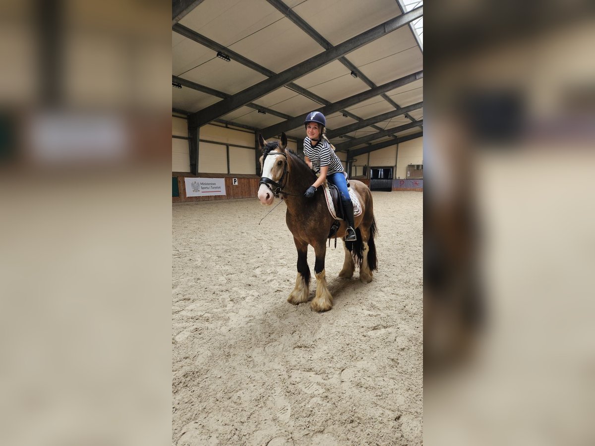 Cob Irlandese / Tinker / Gypsy Vanner Stallone 4 Anni 148 cm Pelle di daino in Radzionków