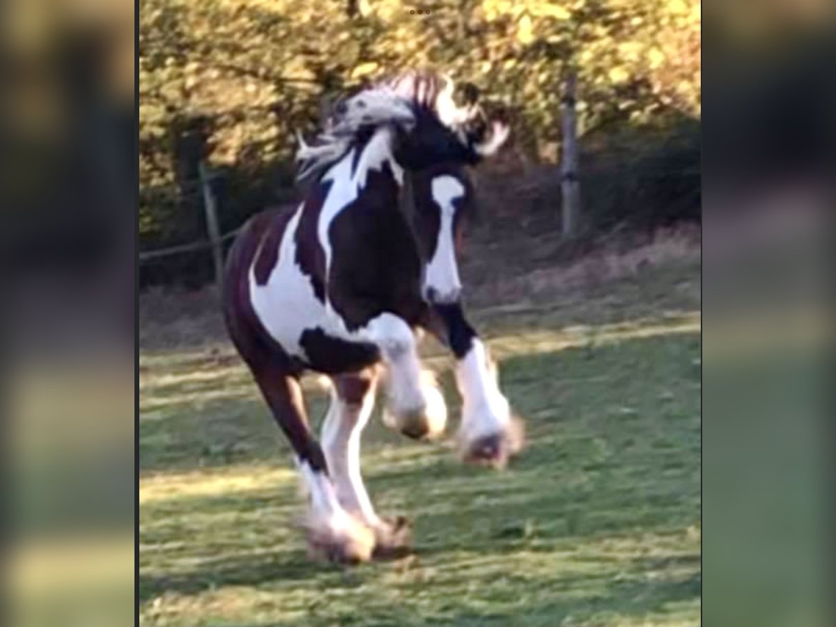 Cob Irlandese / Tinker / Gypsy Vanner Stallone 4 Anni 148 cm Tobiano-tutti i colori in Luchapt