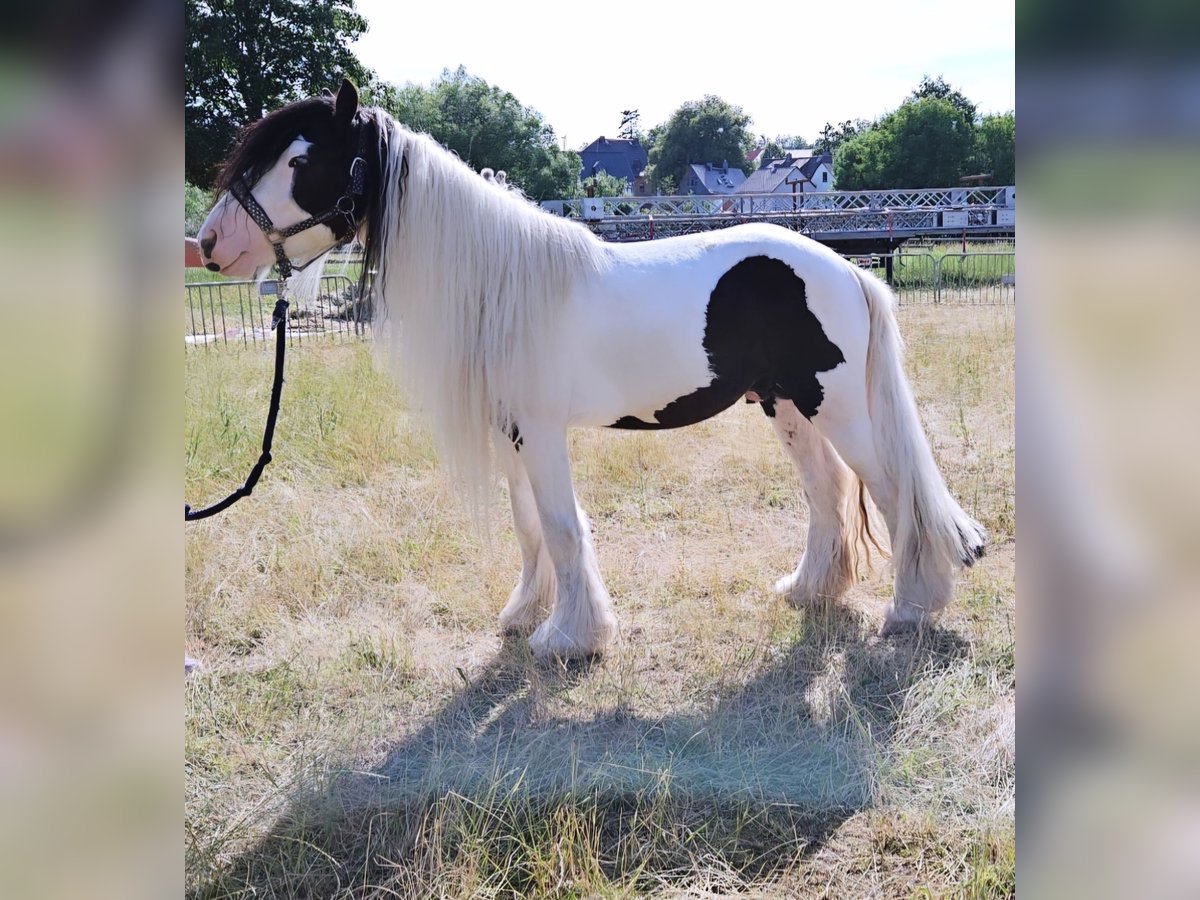 Cob Irlandese / Tinker / Gypsy Vanner Stallone 5 Anni 145 cm Pezzato in Detmold