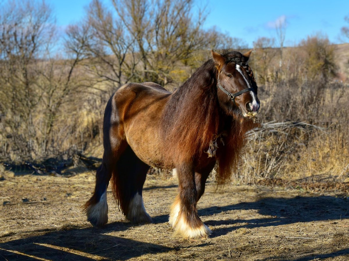 Cob Irlandese / Tinker / Gypsy Vanner Stallone 6 Anni 146 cm Morello in Lille